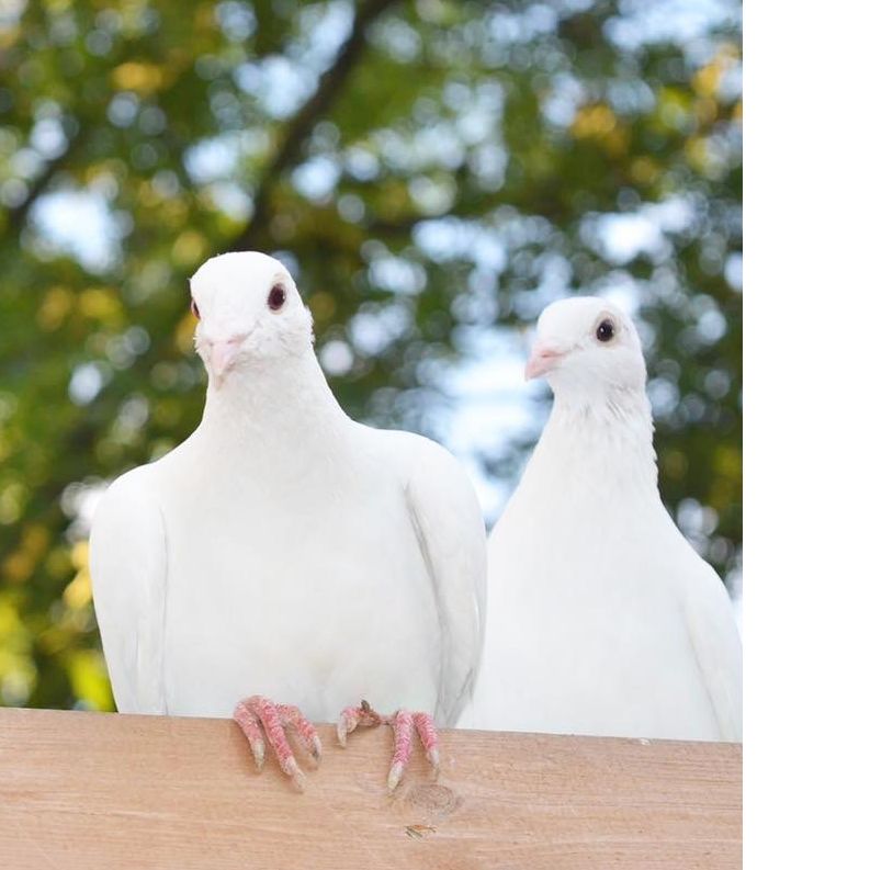 Angel Wings Dove Release